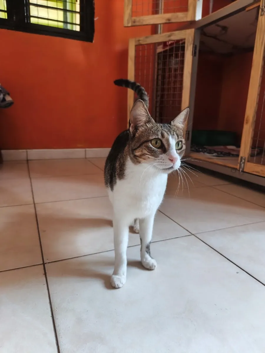 A tabby and white cat beside its open wooden suite in the Kiram pet hotel cat wing