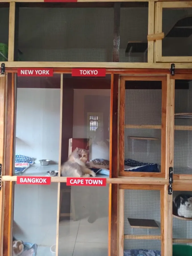 Wooden cat suites labelled New York, Tokyo, Bangkok and Cape Town, with a cat resting inside one