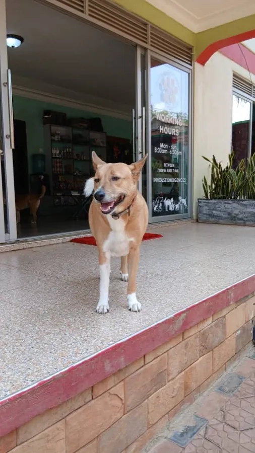 A tan dog standing on the shaded porch outside the Kiram veterinary clinic reception
