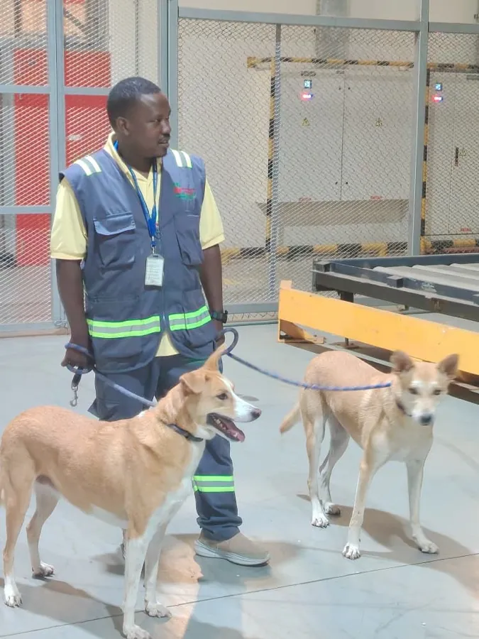 A Kiram Air handler walking Bow and Barley on leads through the cargo terminal