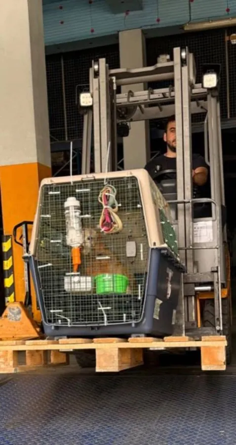 A travel crate with a dog inside being lifted on a pallet for loading at the cargo terminal