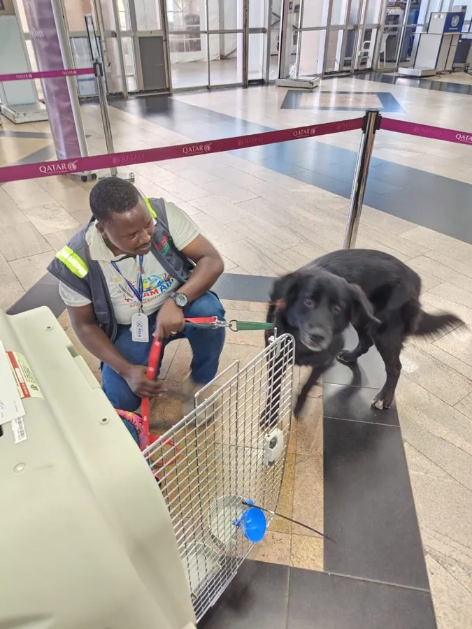 A Kiram Air handler fitting a dog&rsquo;s travel crate at the airport before departure