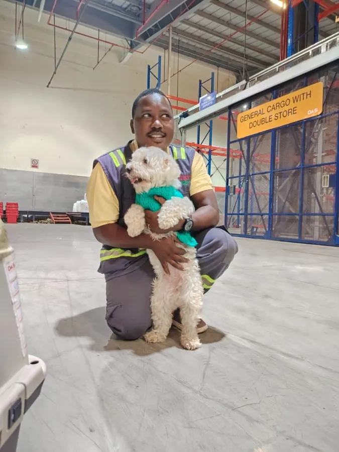 A handler holding Daisy, a small white dog in a green jumper, at the cargo terminal