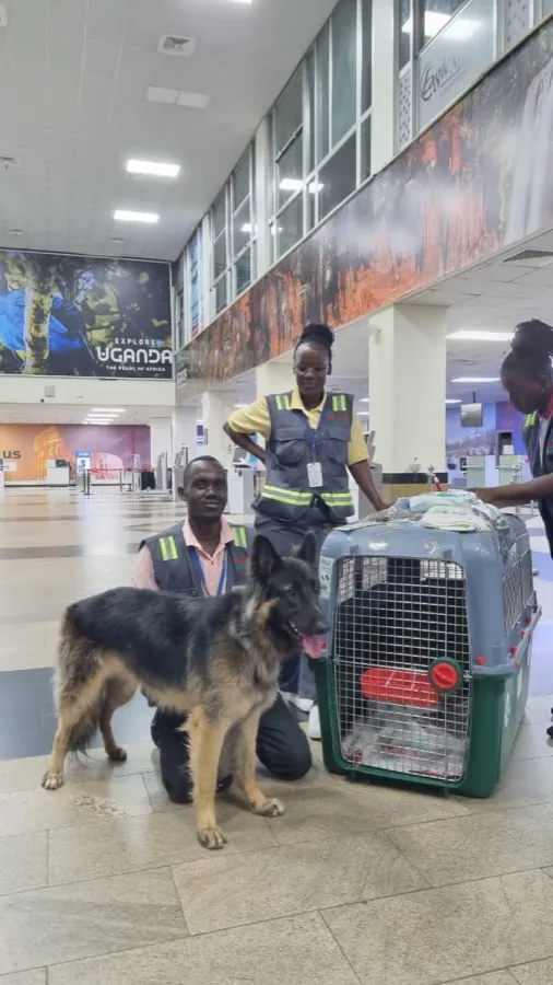 A German shepherd beside its IATA travel crate with the Kiram Air team at Entebbe airport