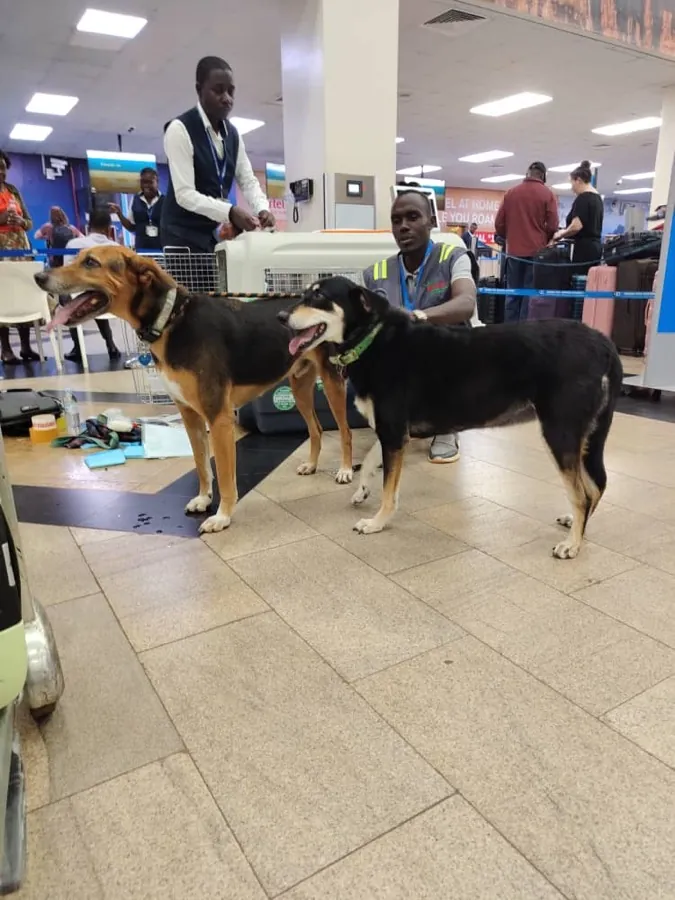 Two dogs standing calmly beside their travel crate at the airline check-in desk at Entebbe