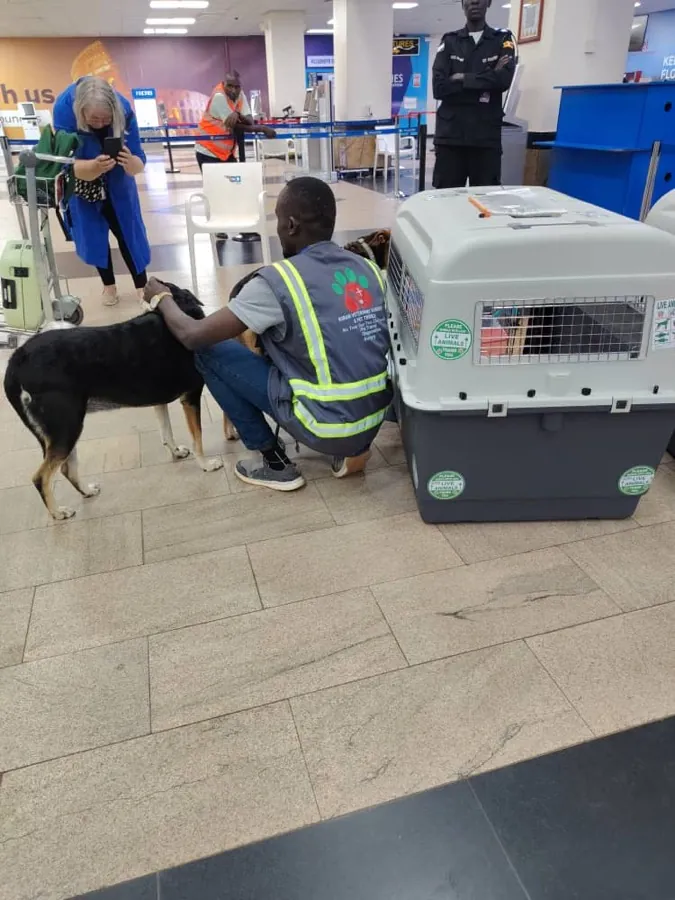 A Kiram Air handler settling a dog beside its travel crate while the owner photographs them at the terminal