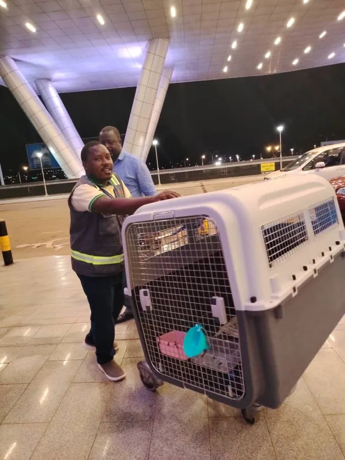 A Kiram Air handler wheeling a large IATA travel crate into the terminal at night
